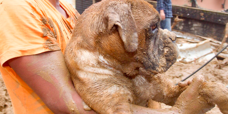Um cão é resgatado da lama em Petrópolis (Fotos: Governo Rio, Metropolis, Agência Brasil, G1 e Totós da Tetê)