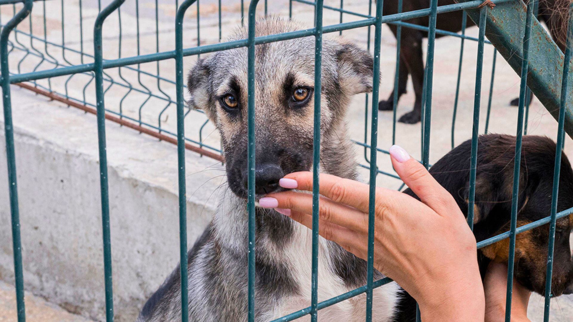 Feira de adoção de cães neste sábado no Espaço Arp
