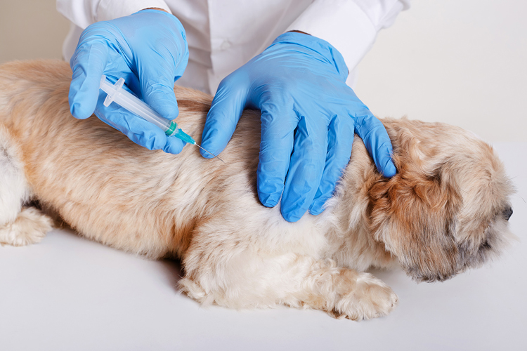 Mais de 22 mil cães e gatos já foram vacinados contra a raiva em Friburgo   