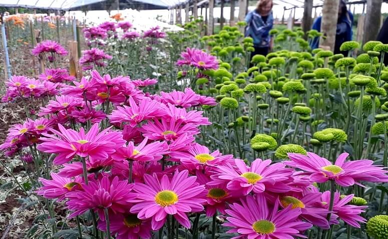 Cultivo de flores em Vargem Alta (Arquivo AVS/ Henrique Pinheiro)