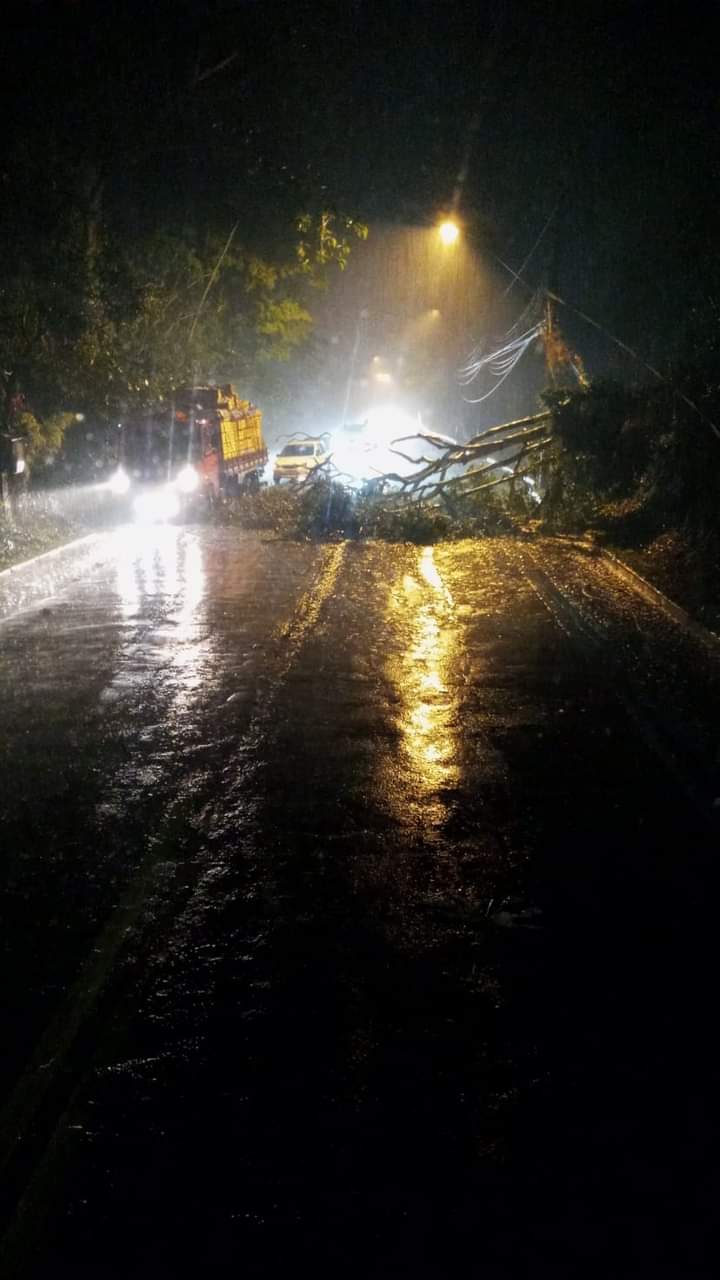 A árvore que caiu na noite passada sobre a RJ-116, em Mury (Divulgação Rota 116)