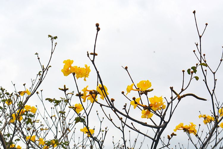 Ipê amarelo em flor esta semana (Foto: Henrique Pinheiro)