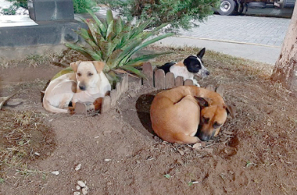 Criado plano para garantir proteção de animais em situações de desastres