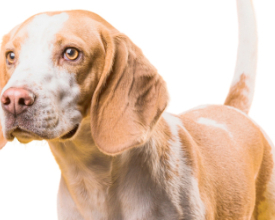 Sebea promove mais uma feira de adoção de cães neste sábado  | Jornal A Voz da Serra