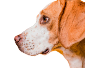 Vem aí mais uma edição da campanha de adoção de pets  | Jornal A Voz da Serra