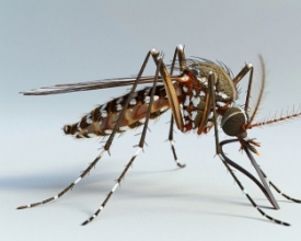 Estado reforça importância do combate à dengue também no inverno | A Voz da Serra