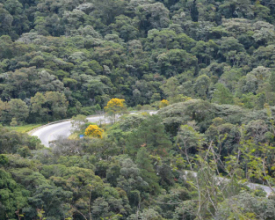 Estado investe até R$ 80 milhões para ampliar restauração ambiental  | Jornal A Voz da Serra