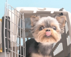 STJ decide: aéreas podem recusar transporte de animais de suporte emocional. | Jornal A Voz da Serra