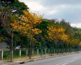 Chegou a hora de os ipês amarelos florirem e mostrarem seu esplendor | Jornal A Voz da Serra