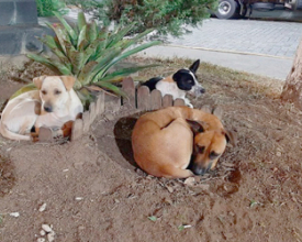 Criado plano para garantir proteção de animais em situações de desastres | Jornal A Voz da Serra