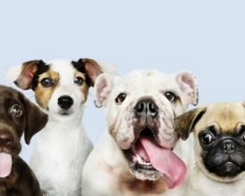 Nova lei autoriza cemitérios e crematórios gratuitos para pets no estado  | Jornal A Voz da Serra