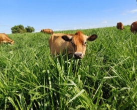 Estado firma parceria para impulsionar agricultura sustentável  | Jornal A Voz da Serra