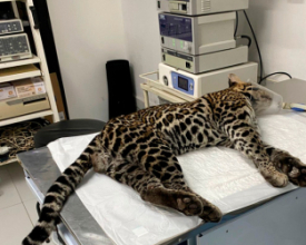 SOS Vida Silvestre realiza soltura de jaguatirica atropelada em Cantagalo | Jornal A Voz da Serra
