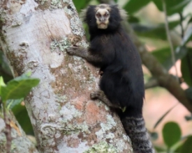 Decreto cria em Amparo o refúgio de vida silvestre | A Voz da Serra