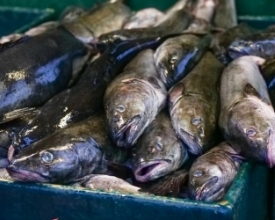 Dicas para escolher bem o peixe para o almoço da Sexta-feira da Paixão | Jornal A Voz da Serra