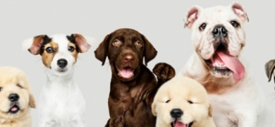 Neste sábado tem mais uma feira de adoção de cães  | A Voz da Serra