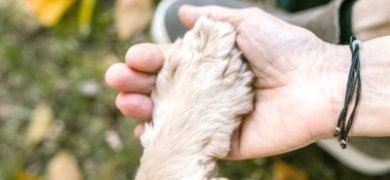 Sábado tem mais uma campanha de adoção de cães | A Voz da Serra
