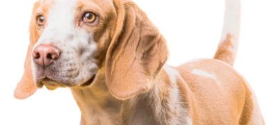 Sebea promove mais uma feira de adoção de cães neste sábado  | A Voz da Serra
