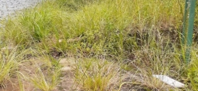 Prefeitura divulga ações de limpeza em Conselheiro Paulino | A Voz da Serra