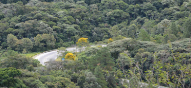 Estado investe até R$ 80 milhões para ampliar restauração ambiental  | A Voz da Serra