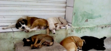 Mais uma campanha de adoção de cães neste sábado  | A Voz da Serra