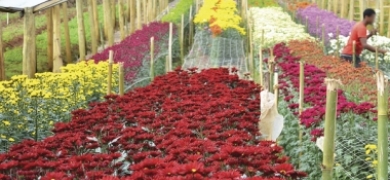 Estado concede linha de crédito para produtores de flores | A Voz da Serra