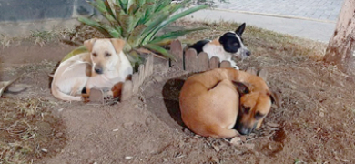 Criado plano para garantir proteção de animais em situações de desastres | A Voz da Serra