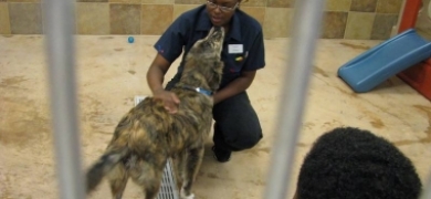 Nova lei determina câmeras de monitoramento em hotéis para pets | Jornal A Voz da Serra