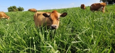 Estado firma parceria para impulsionar agricultura sustentável  | A Voz da Serra