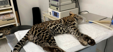 SOS Vida Silvestre realiza soltura de jaguatirica atropelada em Cantagalo | A Voz da Serra