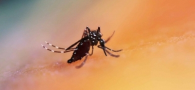 Dengue: mutirão Dia D será realizado neste sábado no Cordoeira | A Voz da Serra