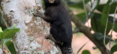 Decreto cria em Amparo o refúgio de vida silvestre | A Voz da Serra