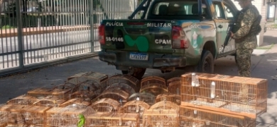 Polícia Ambiental resgata 38 pássaros de cativeiro | A Voz da Serra