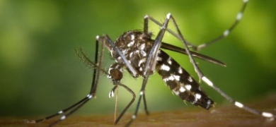 Dengue: Brasil já soma mais de cinco milhões de casos prováveis | A Voz da Serra